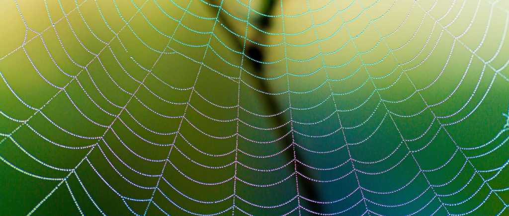 Close-up of a spider web covered in dew drops, creating a mesmerizing pattern in the morning light.