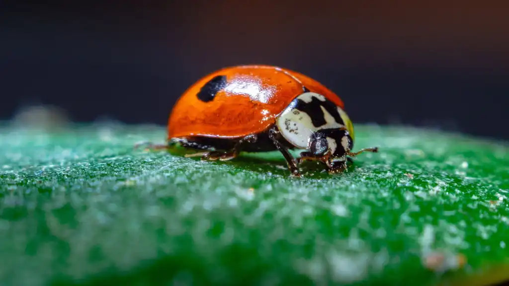 Ladybug, Bug