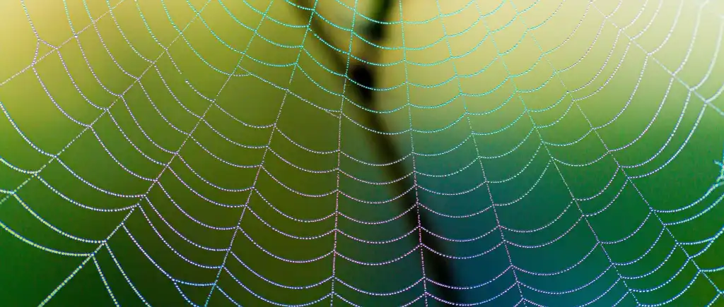 Close-up of a spider web covered in dew drops, creating a mesmerizing pattern in the morning light.