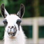 Llama, Animal, Mammal image