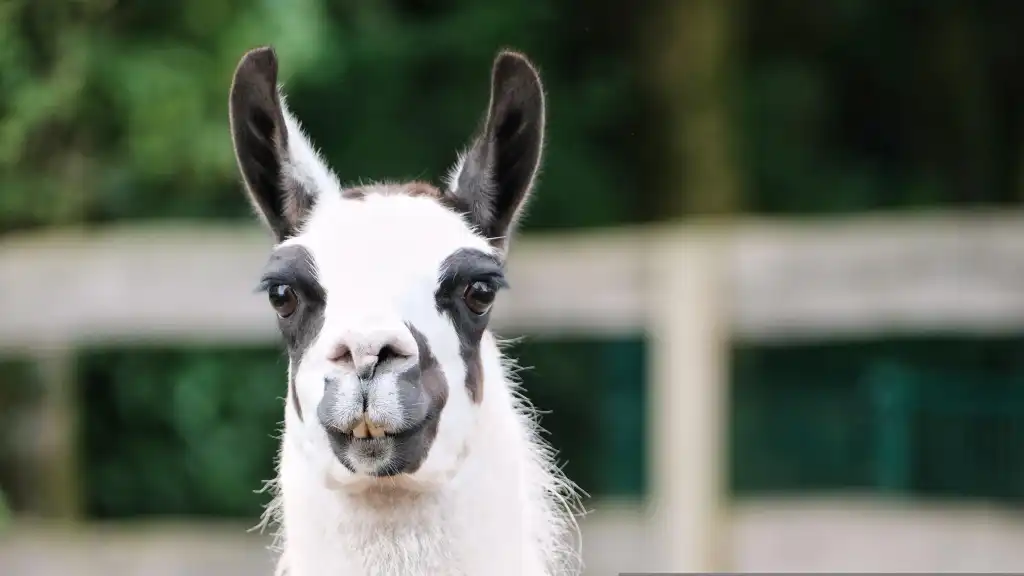 Llama, Animal, Mammal image