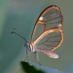 Butterfly with brown and clear glass wings.