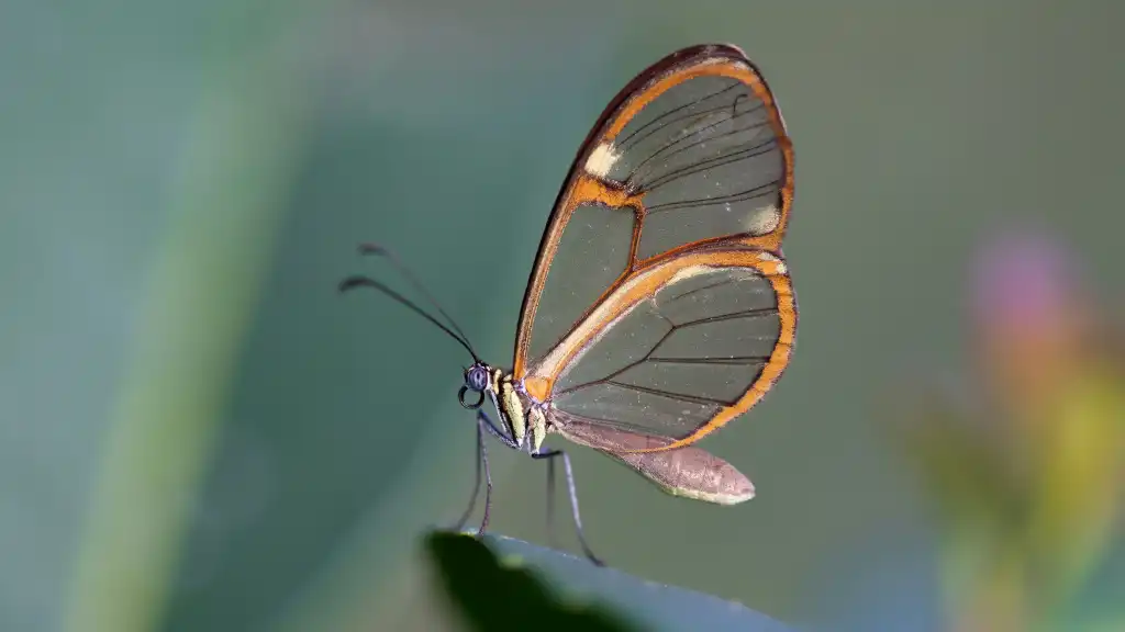 Butterfly with brown and clear glass wings.