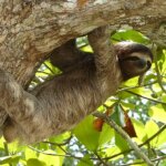 Sloth hanging from tree